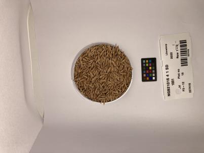 Click for 1 image(s) for this accession. SEED